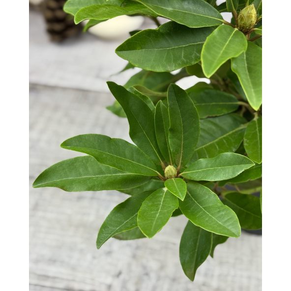 'Late Red' - różanecznik wielkokwiatowy
Rhododendron hybridum 'Late Red'