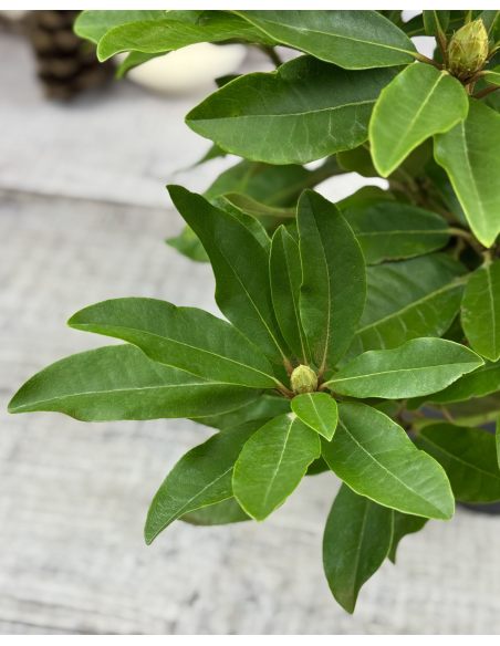 'Late Red' - różanecznik wielkokwiatowy
Rhododendron hybridum 'Late Red'