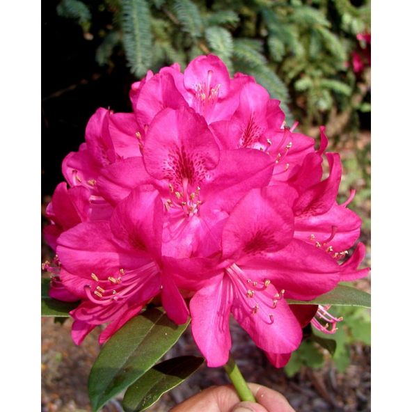 'Nova Zembla' - różanecznik wielkokwiatowy
Rhododendron hybridum 'Nova Zembla'