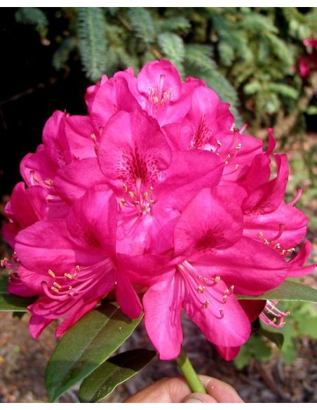 'Nova Zembla' - różanecznik wielkokwiatowy
Rhododendron hybridum 'Nova Zembla'