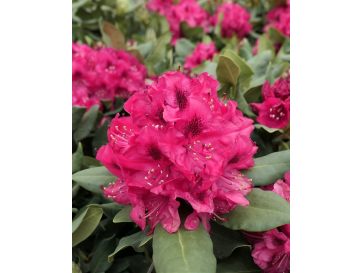 'Nova Zembla' - różanecznik wielkokwiatowy
Rhododendron hybridum 'Nova Zembla'