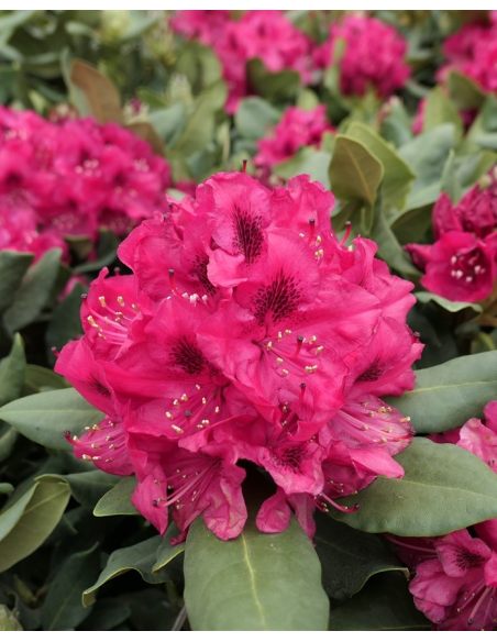 'Nova Zembla' - różanecznik wielkokwiatowy
Rhododendron hybridum 'Nova Zembla'