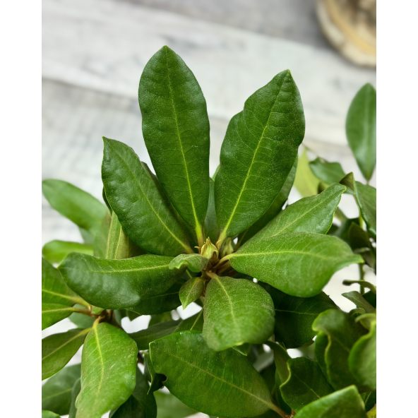 'Nova Zembla' - różanecznik wielkokwiatowy
Rhododendron hybridum 'Nova Zembla'