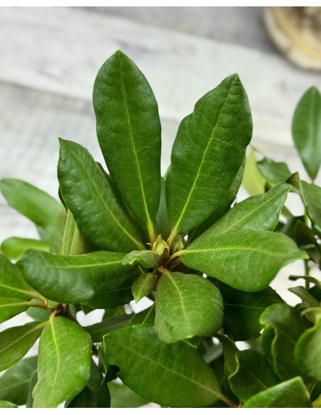 'Nova Zembla' - różanecznik wielkokwiatowy
Rhododendron hybridum 'Nova Zembla'