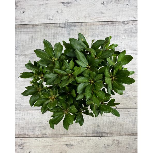 'Nova Zembla' - różanecznik wielkokwiatowy
Rhododendron hybridum 'Nova Zembla'