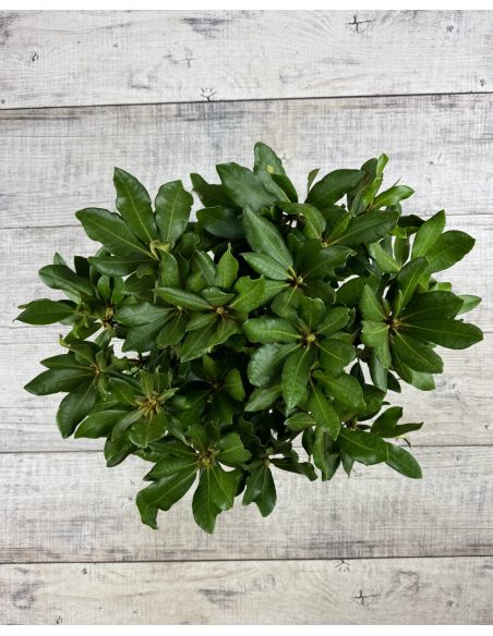 'Nova Zembla' - różanecznik wielkokwiatowy
Rhododendron hybridum 'Nova Zembla'