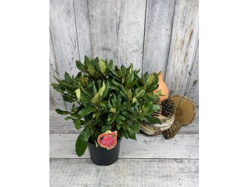 'Nova Zembla' - różanecznik wielkokwiatowy
Rhododendron hybridum 'Nova Zembla' 2