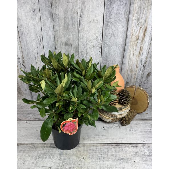 'Nova Zembla' - różanecznik wielkokwiatowy
Rhododendron hybridum 'Nova Zembla'