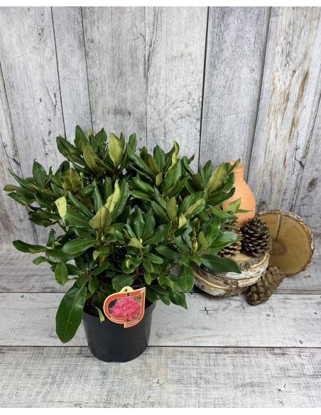 'Nova Zembla' - różanecznik wielkokwiatowy
Rhododendron hybridum 'Nova Zembla'