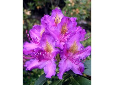 'Libretto' - różanecznik wielkokwiatowy 
Rhododendron hybridum 'Libretto'