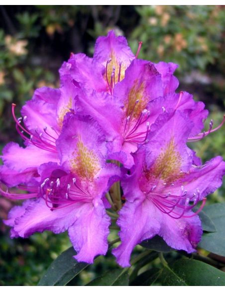 'Libretto' - różanecznik wielkokwiatowy 
Rhododendron hybridum 'Libretto'