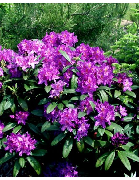 'Libretto' - różanecznik wielkokwiatowy 
Rhododendron hybridum 'Libretto'