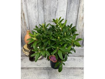 'Libretto' - różanecznik wielkokwiatowy 
Rhododendron hybridum 'Libretto' 2