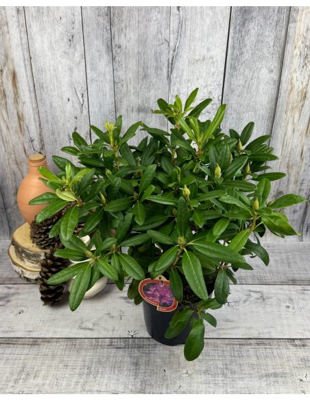 'Libretto' - różanecznik wielkokwiatowy 
Rhododendron hybridum 'Libretto'