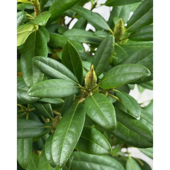 'Libretto' - różanecznik wielkokwiatowy 
Rhododendron hybridum 'Libretto'