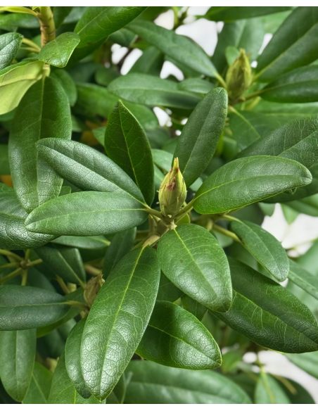'Libretto' - różanecznik wielkokwiatowy 
Rhododendron hybridum 'Libretto'