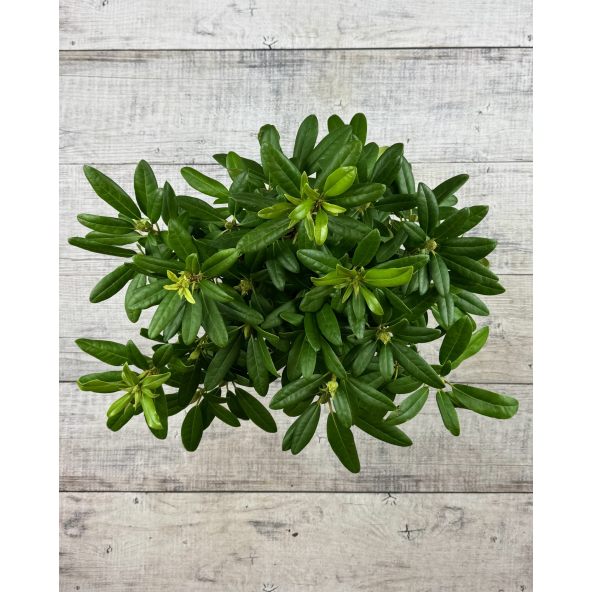 'Libretto' - różanecznik wielkokwiatowy 
Rhododendron hybridum 'Libretto'