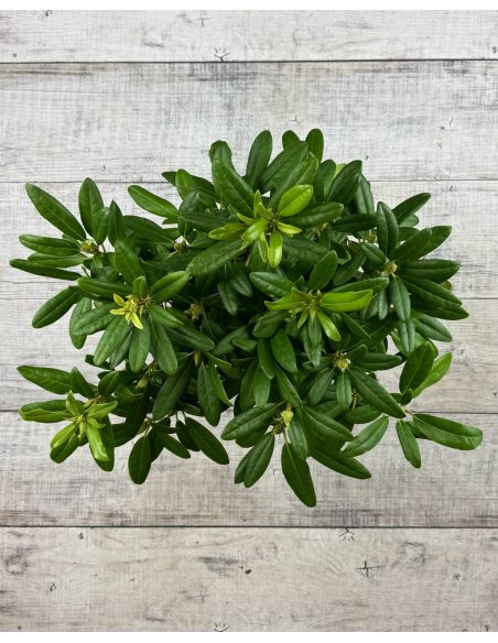 'Libretto' - różanecznik wielkokwiatowy 
Rhododendron hybridum 'Libretto'