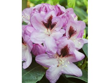 'Lugano' - różanecznik wielkokwiatowy 
Rhododendron hybridum 'Lugano'