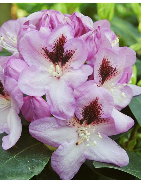 'Lugano' - różanecznik wielkokwiatowy 
Rhododendron hybridum 'Lugano'