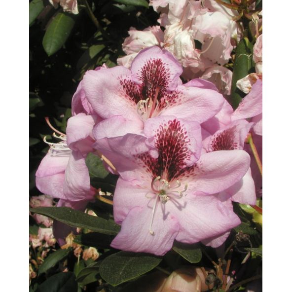 'Lugano' - różanecznik wielkokwiatowy 
Rhododendron hybridum 'Lugano'