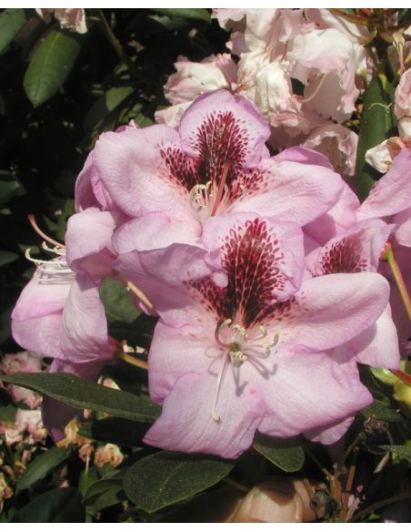 'Lugano' - różanecznik wielkokwiatowy 
Rhododendron hybridum 'Lugano'