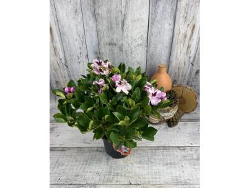 'Lugano' - różanecznik wielkokwiatowy 
Rhododendron hybridum 'Lugano' 2