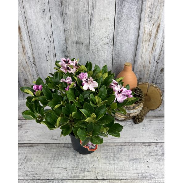 'Lugano' - różanecznik wielkokwiatowy 
Rhododendron hybridum 'Lugano'