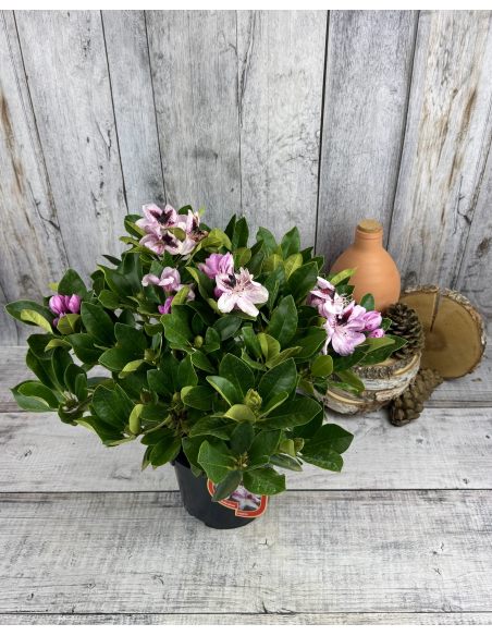 'Lugano' - różanecznik wielkokwiatowy 
Rhododendron hybridum 'Lugano'