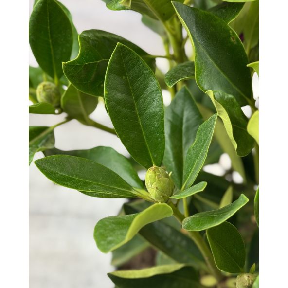 'Lugano' - różanecznik wielkokwiatowy 
Rhododendron hybridum 'Lugano'