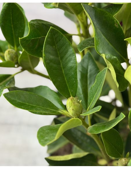 'Lugano' - różanecznik wielkokwiatowy 
Rhododendron hybridum 'Lugano'