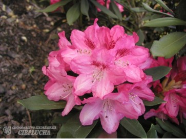 Różanecznik Sneezy