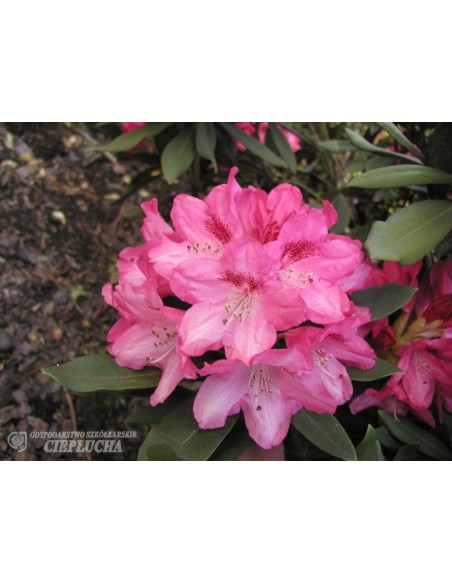 Różanecznik Sneezy