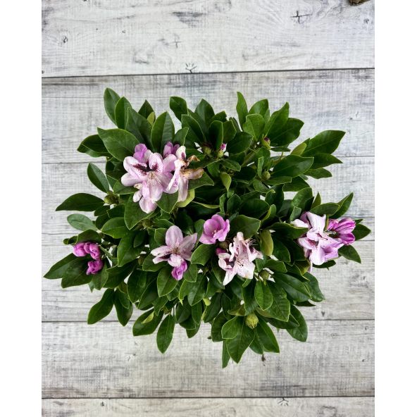 'Lugano' - różanecznik wielkokwiatowy 
Rhododendron hybridum 'Lugano'