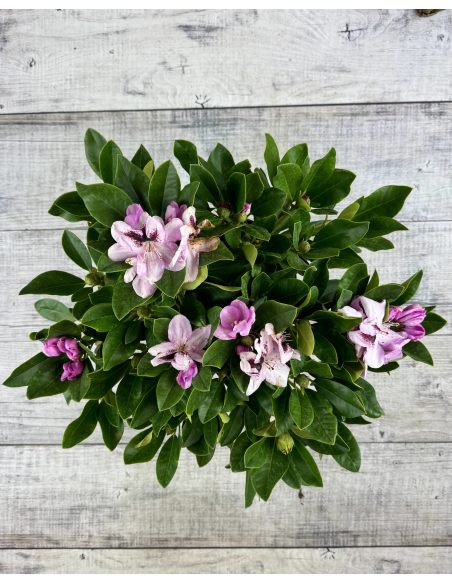 'Lugano' - różanecznik wielkokwiatowy 
Rhododendron hybridum 'Lugano'