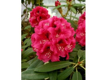 'Mieszko I' - różanecznik wielkokwiatowy
Rhododendron hybridum 'Mieszko I'