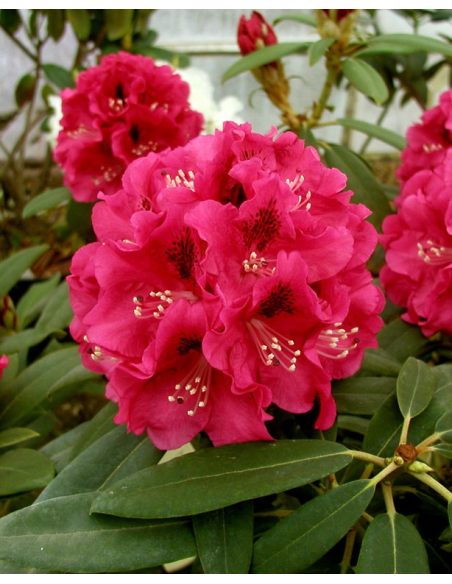 'Mieszko I' - różanecznik wielkokwiatowy
Rhododendron hybridum 'Mieszko I'