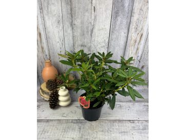 'Mieszko I' - różanecznik wielkokwiatowy
Rhododendron hybridum 'Mieszko I' 2