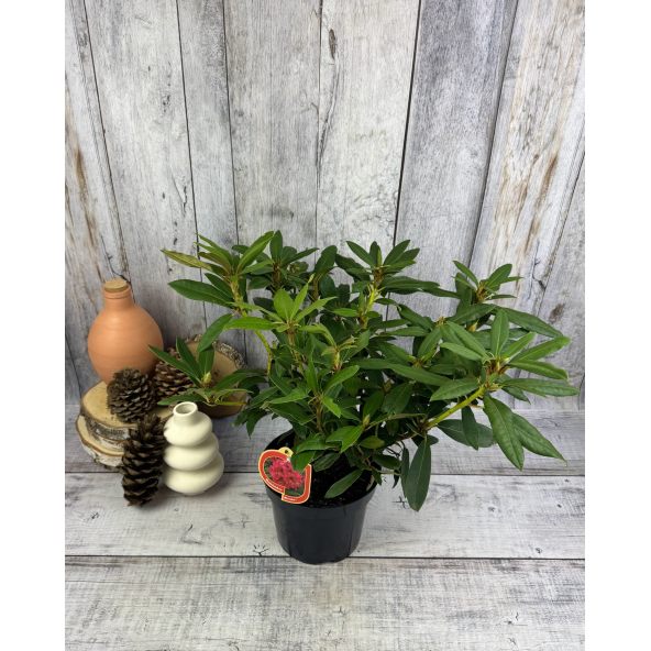 'Mieszko I' - różanecznik wielkokwiatowy
Rhododendron hybridum 'Mieszko I'