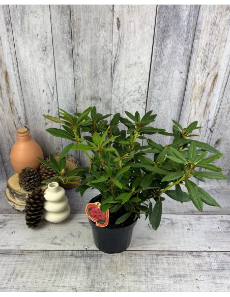 'Mieszko I' - różanecznik wielkokwiatowy
Rhododendron hybridum 'Mieszko I'