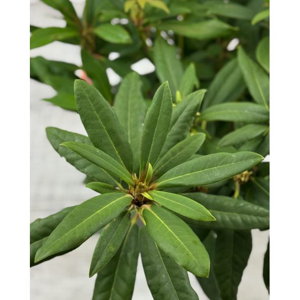 'Mieszko I' - różanecznik wielkokwiatowy
Rhododendron hybridum 'Mieszko I'