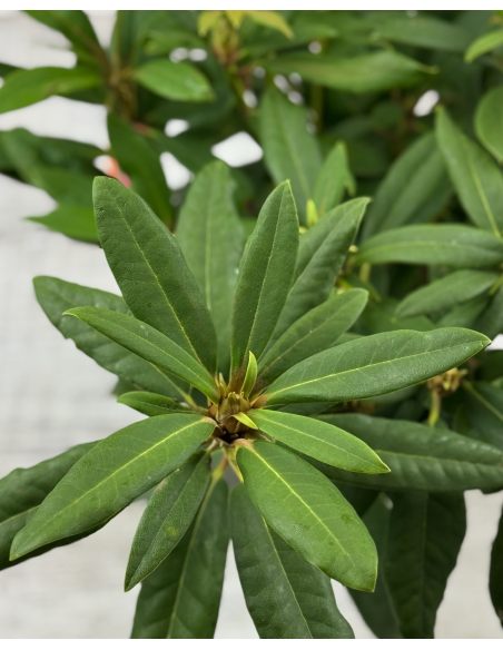 'Mieszko I' - różanecznik wielkokwiatowy
Rhododendron hybridum 'Mieszko I'