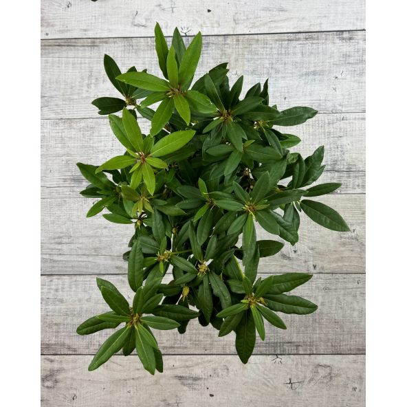 'Mieszko I' - różanecznik wielkokwiatowy
Rhododendron hybridum 'Mieszko I'