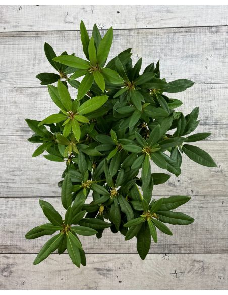 'Mieszko I' - różanecznik wielkokwiatowy
Rhododendron hybridum 'Mieszko I'