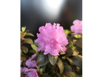 'P.J.M. Elite' - różanecznik
Rhododendron 'P.J.M. Elite' syn. 'Elite'
Rh. Minus var. Minus x Rh. dauricum