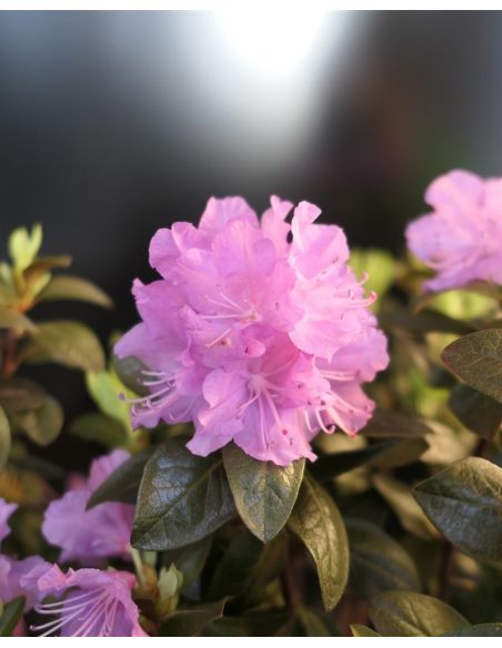 'P.J.M. Elite' - różanecznik
Rhododendron 'P.J.M. Elite' syn. 'Elite'
Rh. Minus var. Minus x Rh. dauricum