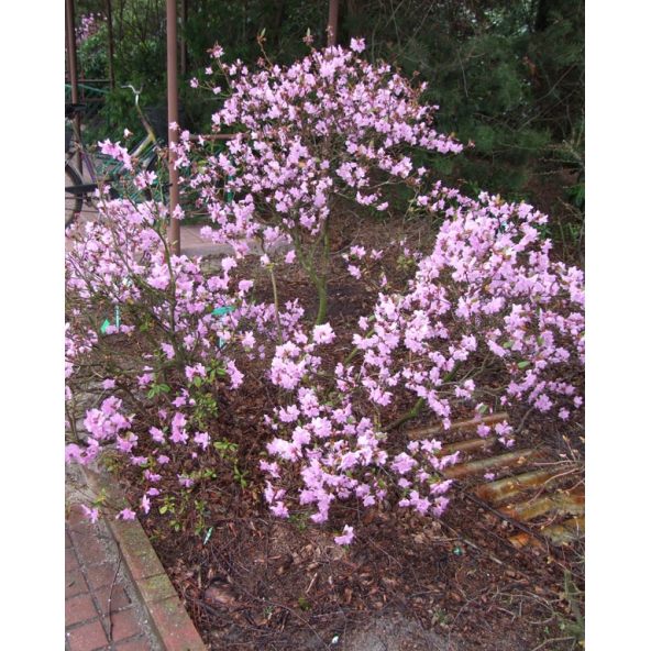 'P.J.M. Elite' - różanecznik
Rhododendron 'P.J.M. Elite' syn. 'Elite'
Rh. Minus var. Minus x Rh. dauricum