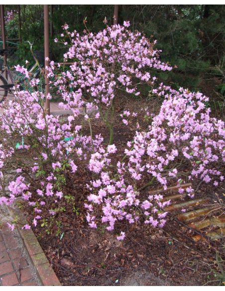 'P.J.M. Elite' - różanecznik
Rhododendron 'P.J.M. Elite' syn. 'Elite'
Rh. Minus var. Minus x Rh. dauricum