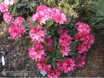 Różanecznik Sneezy 2