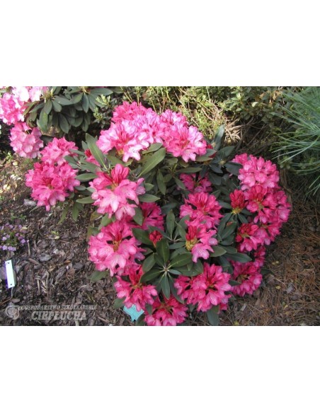 Różanecznik Sneezy